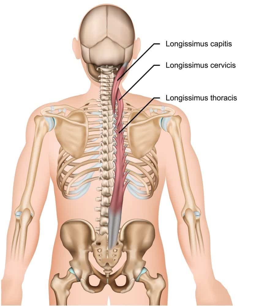 Stabilize the erector spinae muscles to prevent back pain.