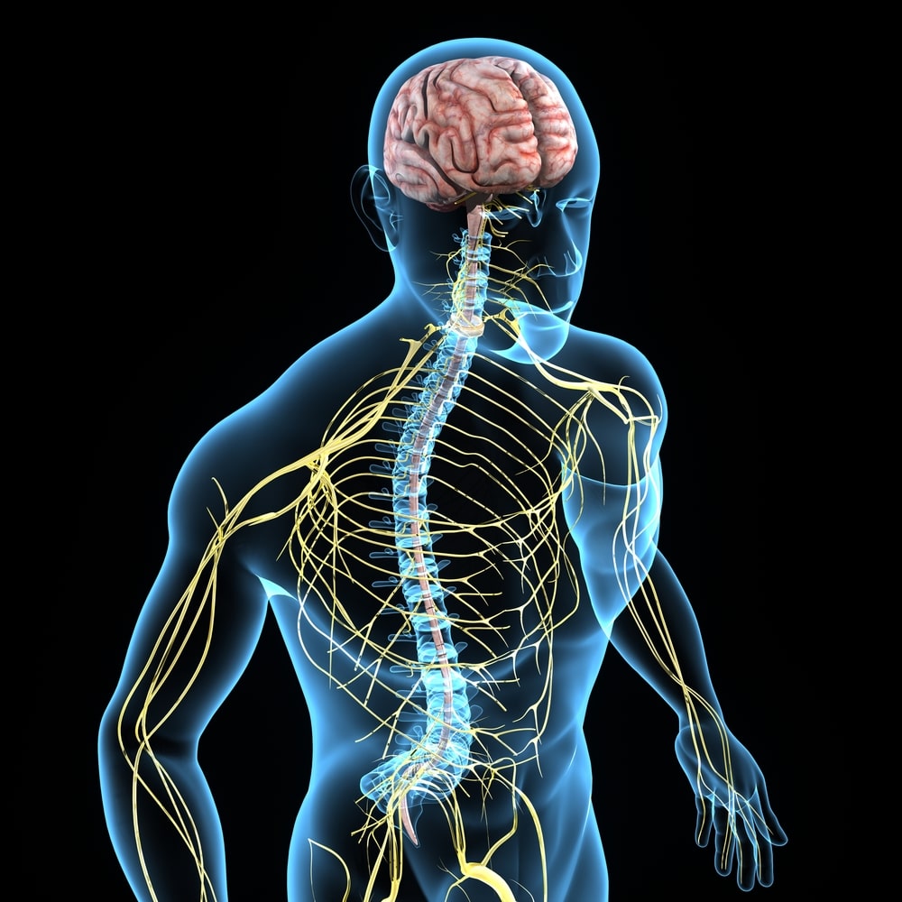 Spinal cord is the literal backbone of our health and well-being